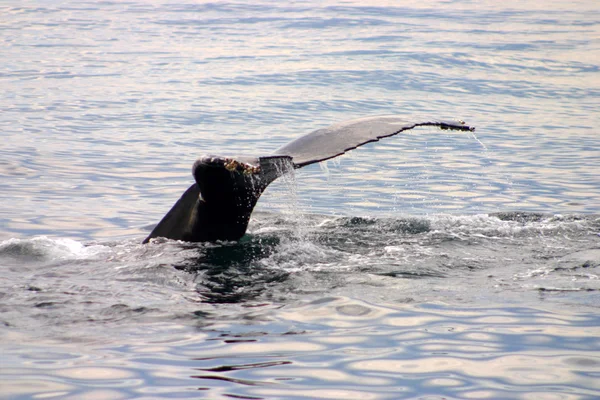 Tail fin of a gray whale in Atlantic — Stock Photo, Image