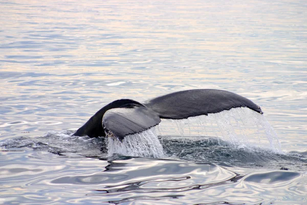 Staartvin van een grijze walvis in de Atlantische Oceaan — Stockfoto