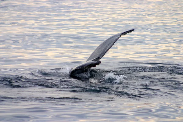 Ocasní ploutve šedé velryby v Atlantiku — Stock fotografie
