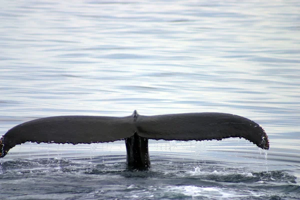 Tail fin of a gray whale in Atlantic — Stock Photo, Image