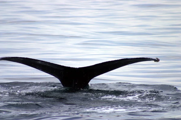 Tail fin of a gray whale in Atlantic — Stock Photo, Image