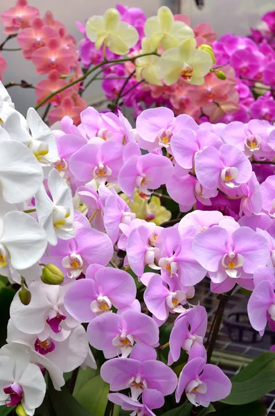 Изображение цветка орхидеи — стоковое фото