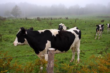 Milkingcow, Vermont, ABD hisse senedi görüntü