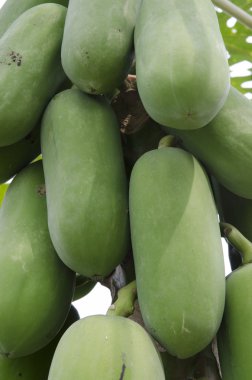 Organik bir çiftlikte büyüyen sebze stok görüntü