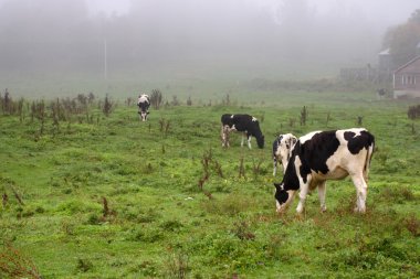 Milkingcow, Vermont, ABD hisse senedi görüntü