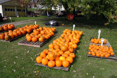 New England, ABD hasat festivali sırasında kabak görüntüsünün stok görüntü