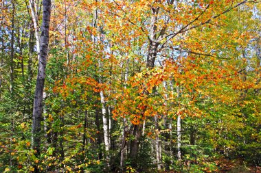 Sonbaharda yapraklar, Vermont, ABD