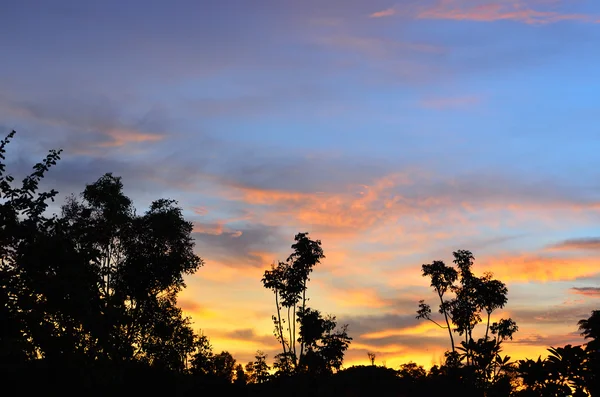 Gün batımında siluet ağaçlarda — Stok fotoğraf