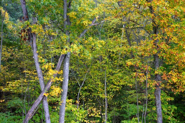 Fall foliage at Vermont, USA — Stock Photo, Image