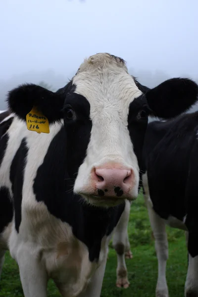 Pień obraz milkingcow w Vermont, Stany Zjednoczone Ameryki — Zdjęcie stockowe