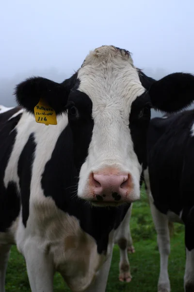 Imagen de la vaca lechera en Vermont, EE.UU. —  Fotos de Stock