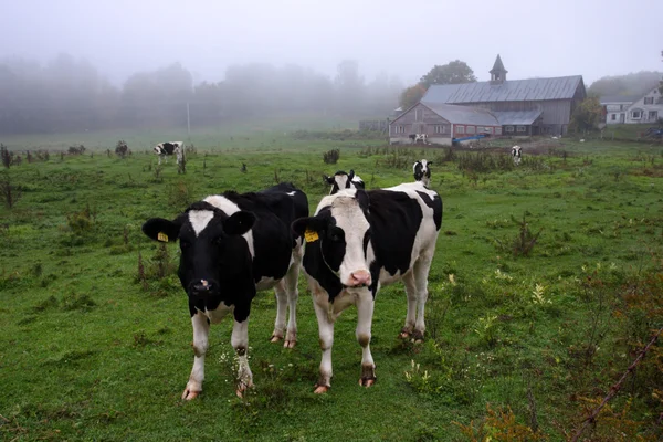 Фондовий зображенням milkingcow, штат Вермонт, США — стокове фото