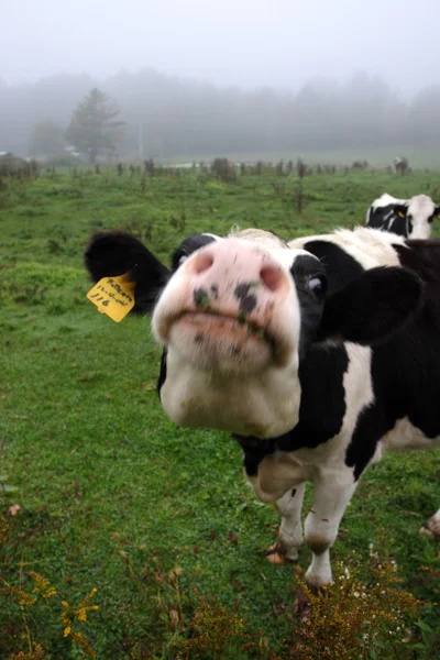 Stock image of milkingcow at Vermont, USA — Stock Photo, Image