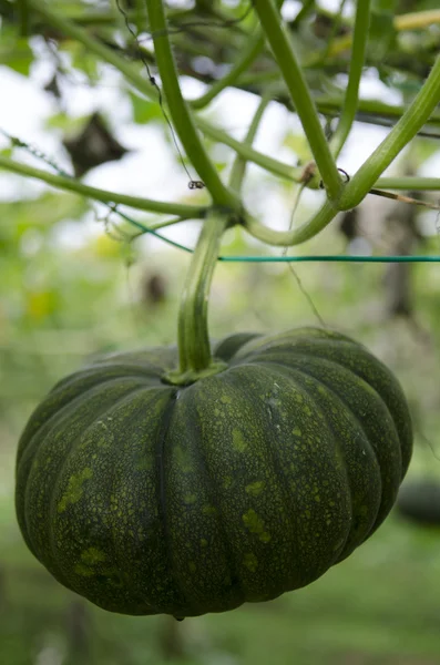 Stock image of vegetables growing at an organic farm