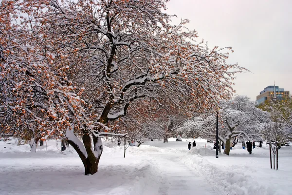 Stock imagen de un invierno nevando en Boston, Massachusetts, EE.UU. — Foto de Stock