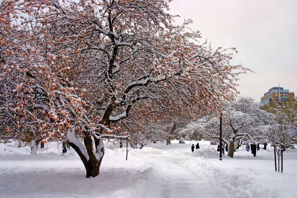 Stock image of a snowing winter at Boston, Massachusetts, USA