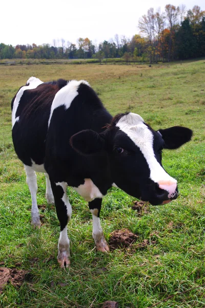 Imagen de la vaca lechera en Vermont, EE.UU. —  Fotos de Stock