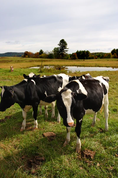 Imagem stock de vacas leiteiras em Vermont, EUA — Fotografia de Stock