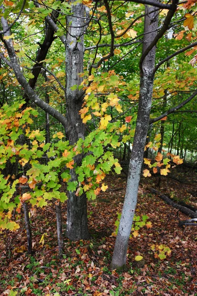 Folhagem de outono em Vermont, EUA — Fotografia de Stock