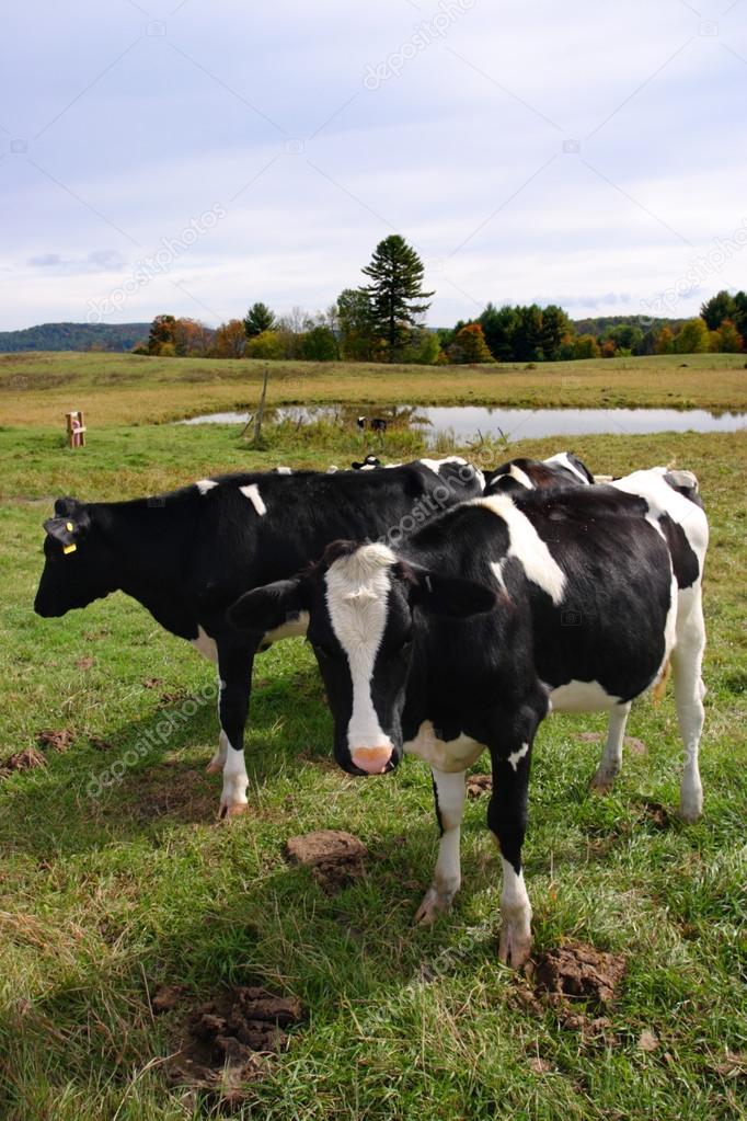 Stock image of milkingcow at Vermont, USA