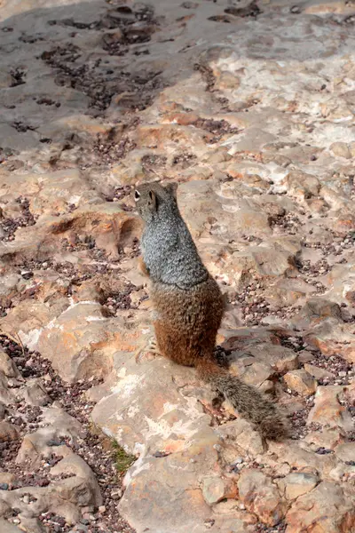 Grand Canyon Nemzeti Park, Amerikai Egyesült Államok — Stock Fotó