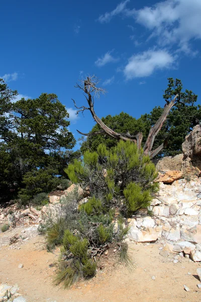 Parque Nacional del Gran Cañón, Estados Unidos — Foto de Stock