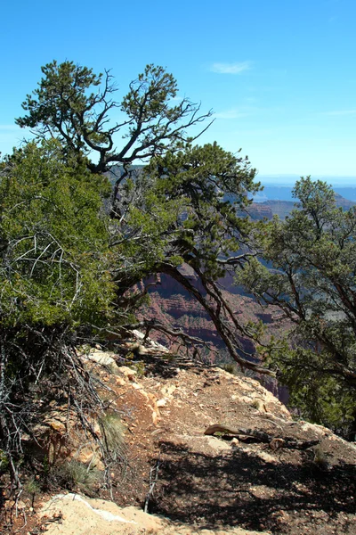 Grand Canyon National Park, Verenigde Staten — Stockfoto