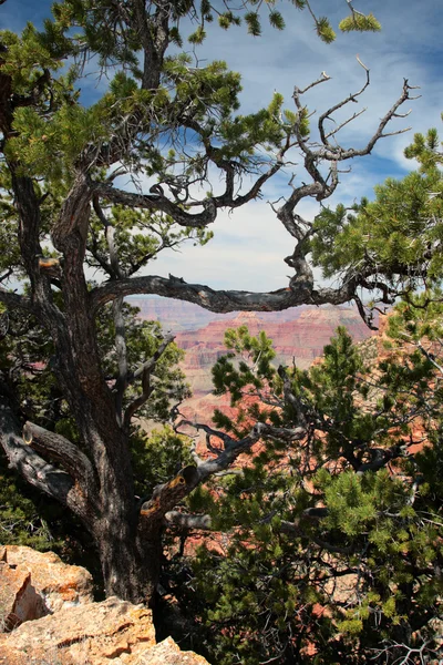 Grand Canyon National Park, EUA — Fotografia de Stock