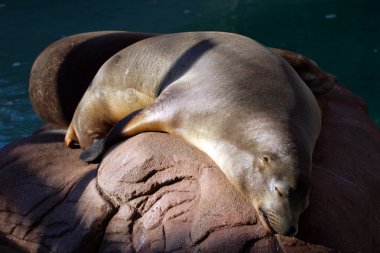 Deniz aslanı stok görüntü