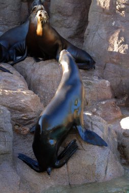 Deniz aslanı stok görüntü