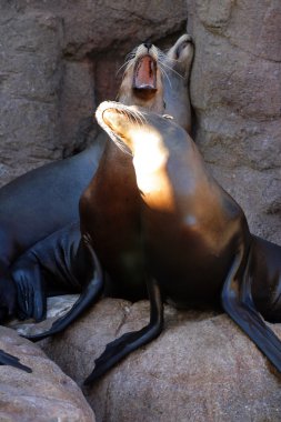 Deniz aslanı stok görüntü