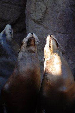 Deniz aslanı stok görüntü