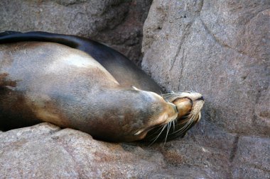 Deniz aslanı stok görüntü