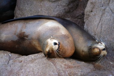 Deniz aslanı stok görüntü