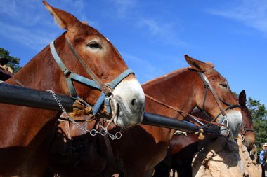 Katır, Büyük Kanyon Ulusal Parkı