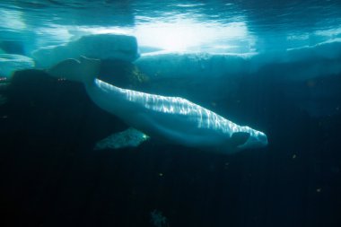 Beyaz beluga Whale stok görüntü