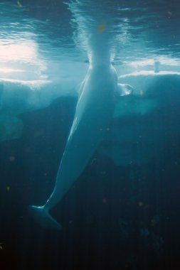 Beyaz beluga Whale stok görüntü