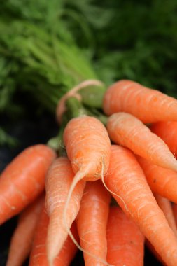 Stok görüntü havuç Cameron Highland, Malezya
