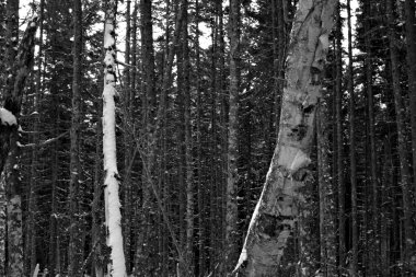 Bretton Woods, New Hampshire