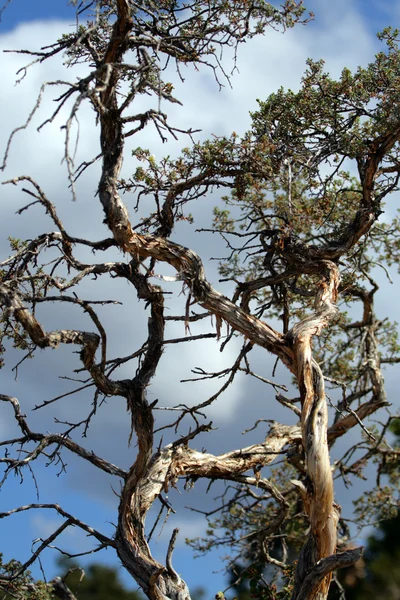 Grand Canyon National Park, EUA — Fotografia de Stock