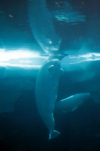 Imagen en stock de ballena beluga blanca — Foto de Stock