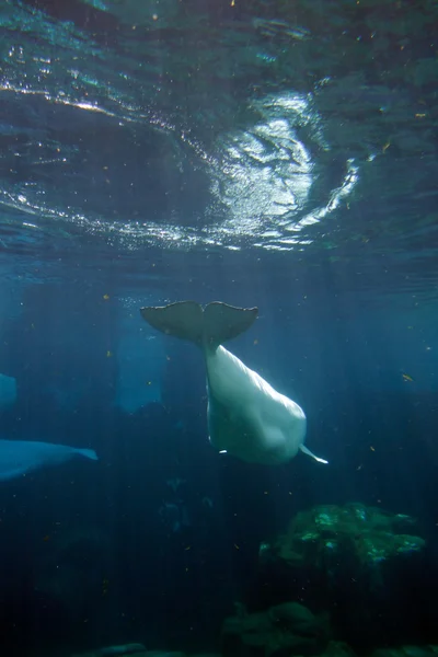 Archivbild des weißen Beluga-Wals — Stockfoto