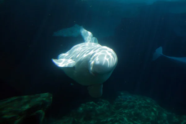 Skladem obrázek bílé beluga velryba — Stock fotografie