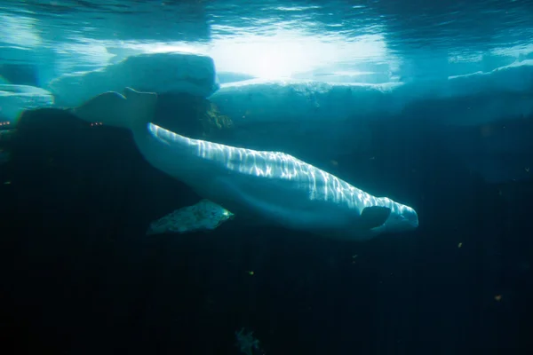 Skladem obrázek bílé beluga velryba — Stock fotografie