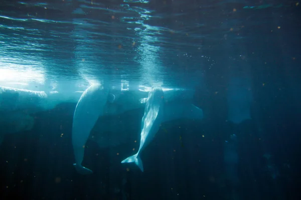 Imagen en stock de ballena beluga blanca —  Fotos de Stock