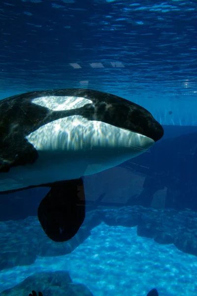 Stock image of killer whale — Stock Photo, Image