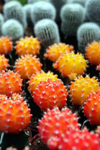 Immagine stock di cactus a Cameron Highland, Malesia — Foto Stock