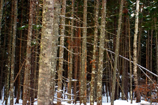 Bretton Woods, New Hampshire — Stockfoto