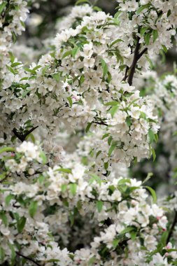 Boston Common ve kamu Bahçe, ABD