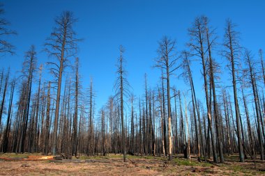 Kaibab Ulusal Ormanı, Arizona, ABD